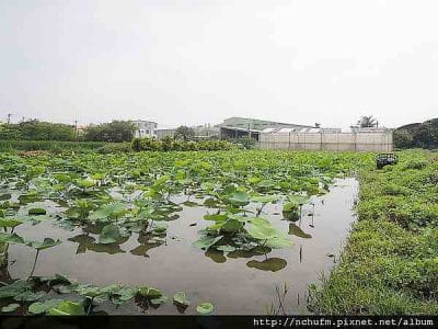 百里農場蓮藕區