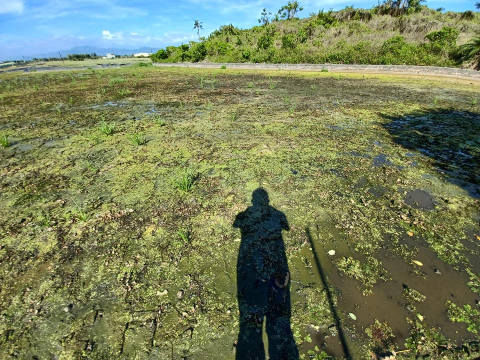 慘不忍睹的菱角田