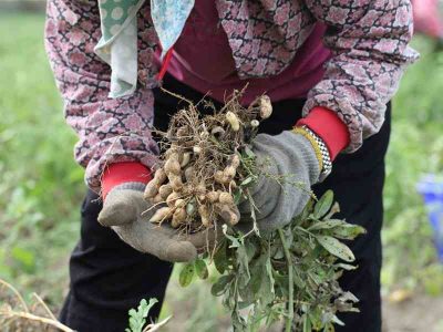 十甲農場有機花生 十甲農場有機花生
